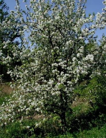 Apple tree Idared: description, photo, reviews