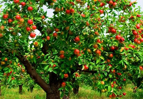 Apple tree Idared: description, photo, reviews