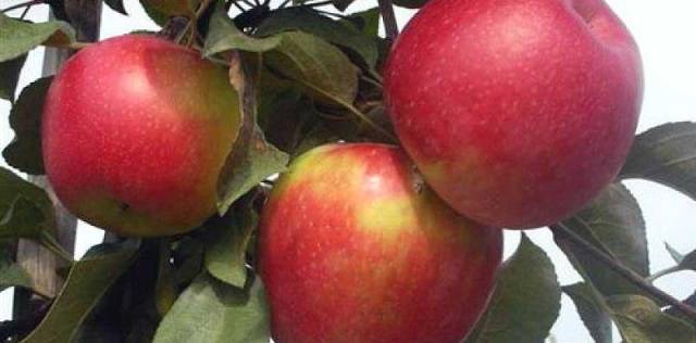 Apple tree Idared: description, photo, reviews