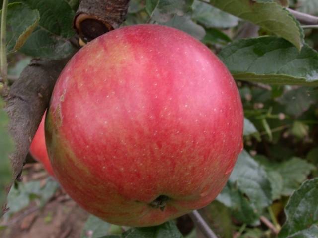 Apple tree Idared: description, photo, reviews