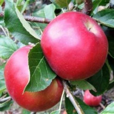 Apple tree Idared: description, photo, reviews