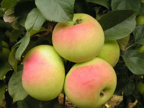 Apple tree Imrus: description and characteristics of the variety