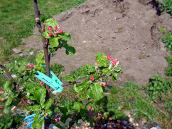 Apple tree Imrus: description and characteristics of the variety