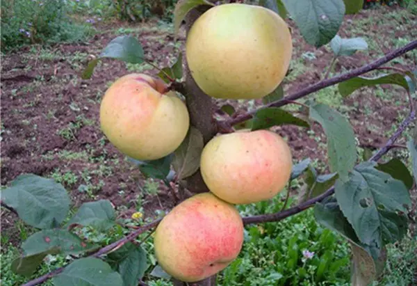 Apple tree Imrus: description and characteristics of the variety