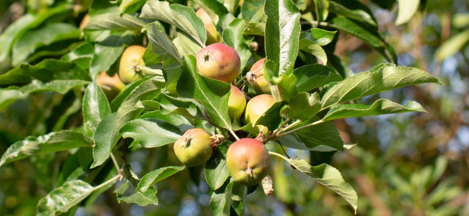 Apple tree Imrus: description and characteristics of the variety