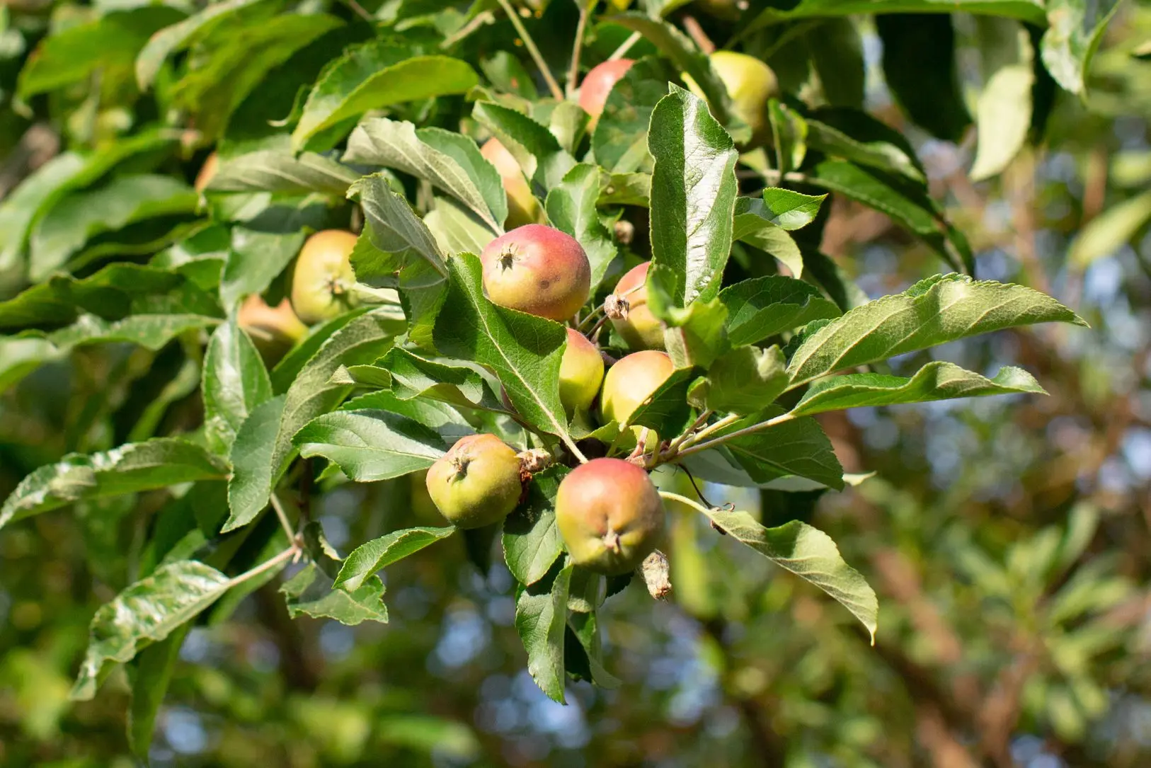 Apple tree Imrus: description and characteristics of the variety