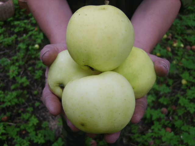 Apple tree in memory of Lavrikov: description and photo