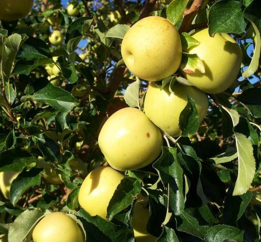 Apple tree in memory of Lavrikov: description and photo