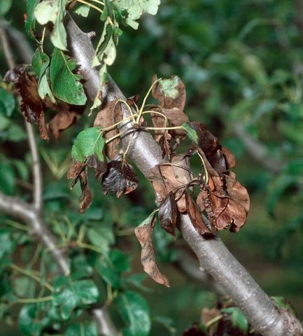 Apple tree in memory of Lavrikov: description and photo