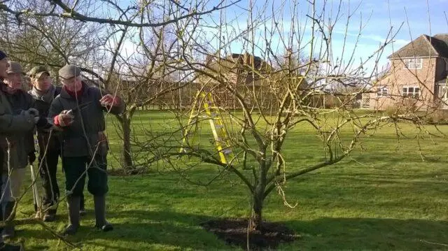 Apple tree in the spring after winter: what to do, care, advice from experienced gardeners