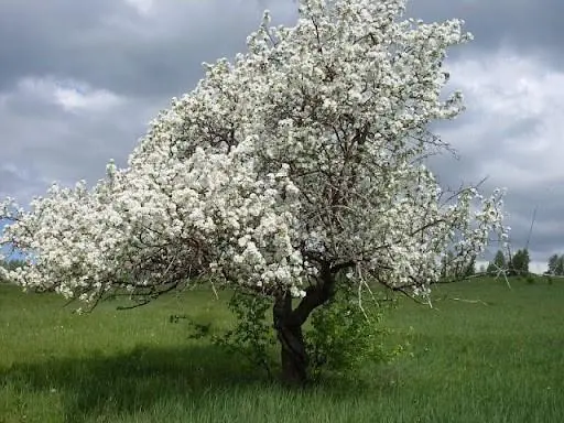 Apple tree in the spring after winter: what to do, care, advice from experienced gardeners