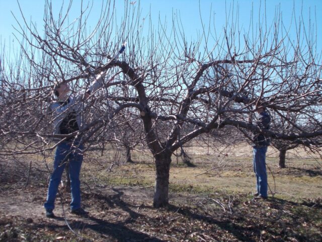 Apple tree in the spring after winter: what to do, care, advice from experienced gardeners