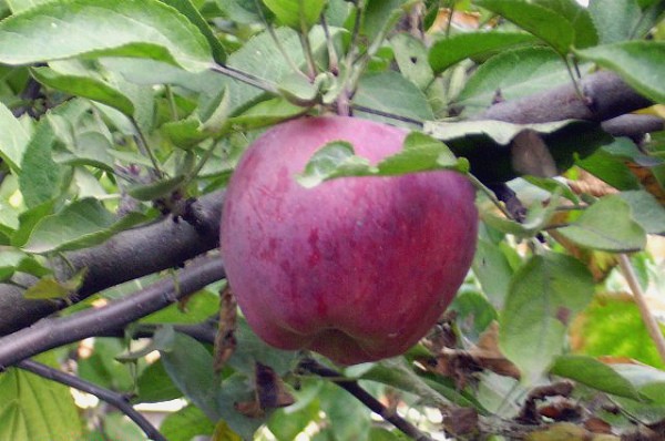 Apple tree Jonathan: description and advantages of the variety