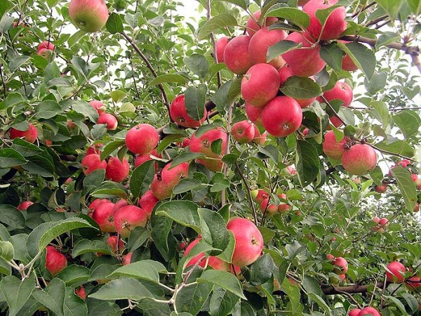 Apple tree Jonathan: description and advantages of the variety