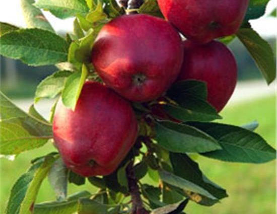 Apple tree Jonathan: description and advantages of the variety