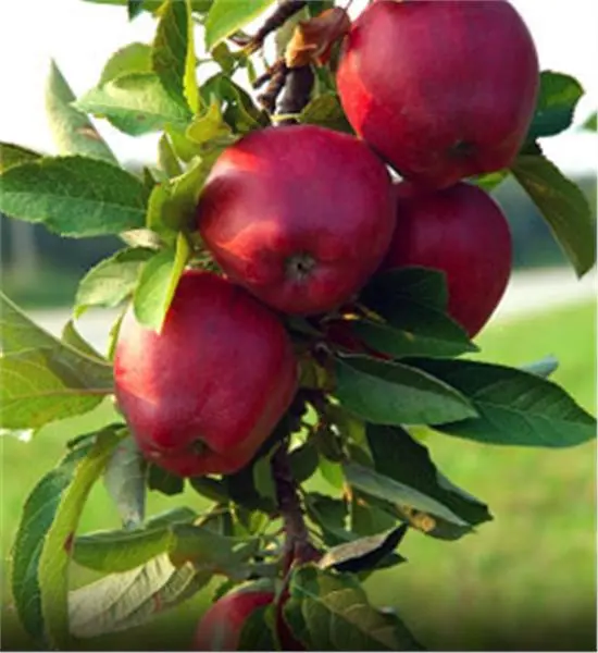 Apple tree Jonathan: description and advantages of the variety