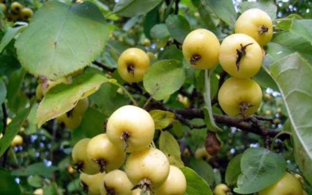 Apple tree Kitaika golden: description, photo, planting, reviews