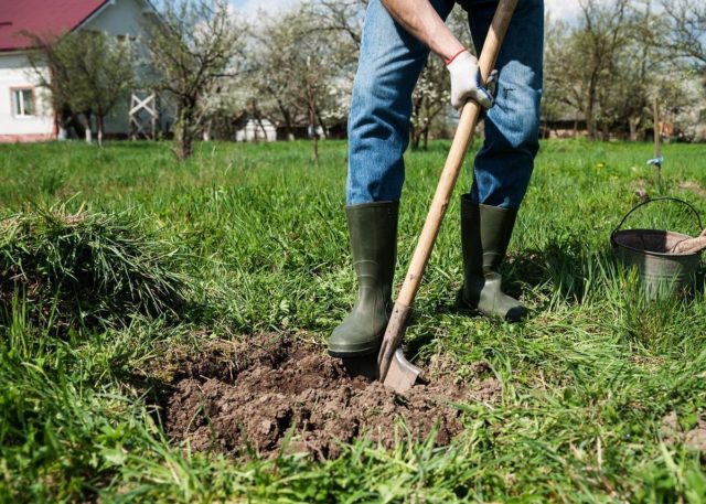 Apple tree Kitaika golden: description, photo, planting, reviews