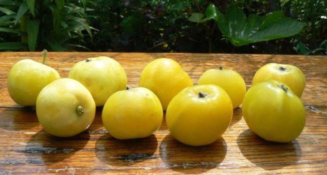 Apple tree Kitaika golden: description, photo, planting, reviews