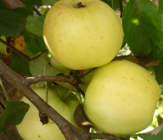 Apple tree Kitaika golden: description, photo, planting, reviews