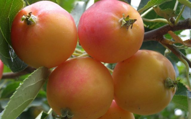 Apple tree Kitaika golden: description, photo, planting, reviews