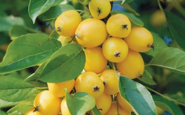 Apple tree Kitaika golden: description, photo, planting, reviews