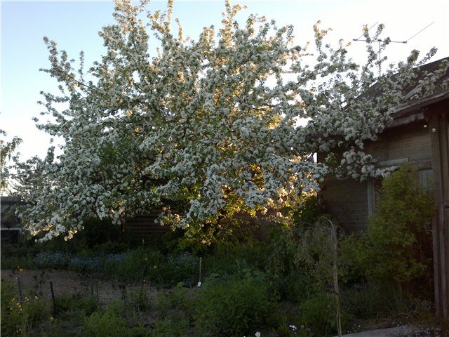 Apple tree Kitaika golden: description, photo, planting, reviews