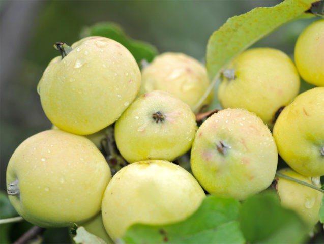 Apple tree Kitaika golden: description, photo, planting, reviews