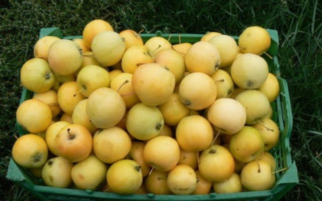 Apple tree Kitaika golden: description, photo, planting, reviews