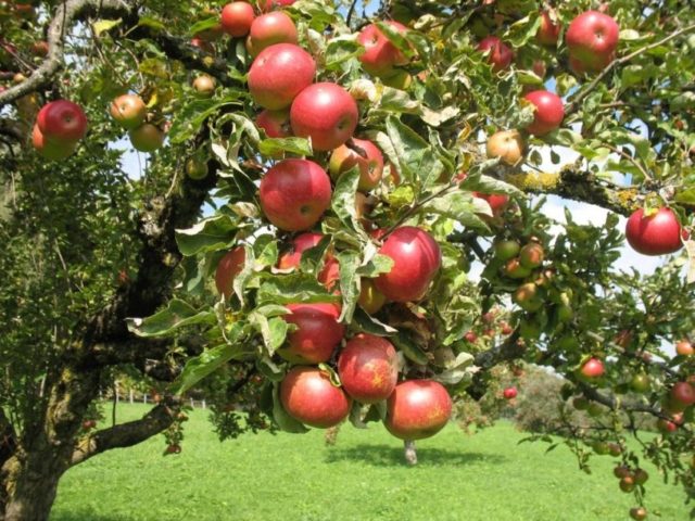 Apple tree Kitayka Bellefleur: description, photo, planting, collection and reviews