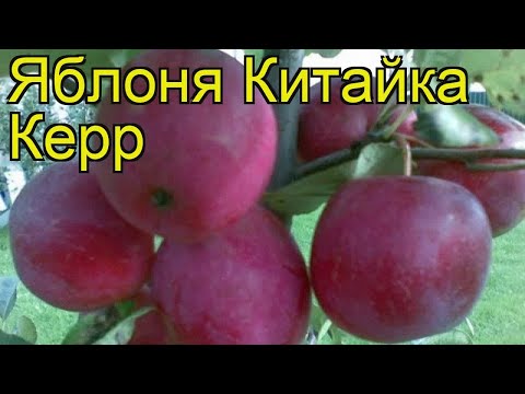 Apple tree Kitayka Kerr: description, ripening period, photos and reviews