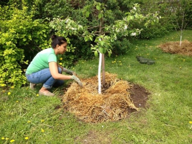 Apple tree Kitayka Kerr: description, ripening period, photos and reviews