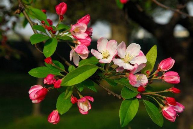 Apple tree Kitayka Kerr: description, ripening period, photos and reviews