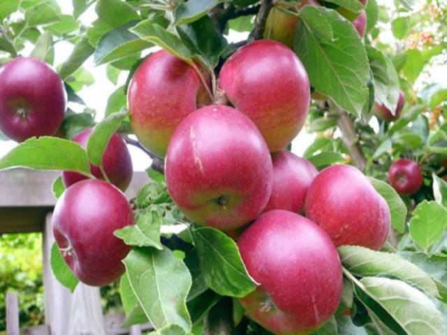 Apple tree Kovalenkovskoye: planting, pruning