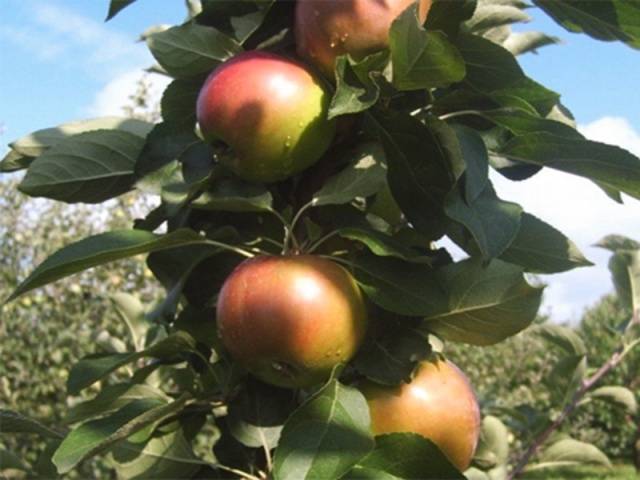 Apple tree Kovalenkovskoye: planting, pruning