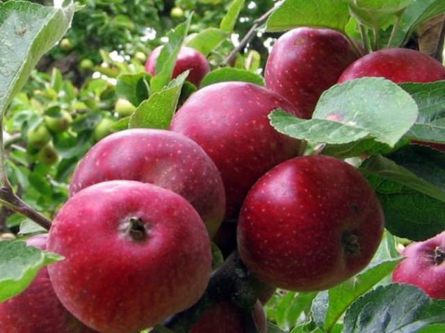 Apple tree Kovalenkovskoye: planting, pruning