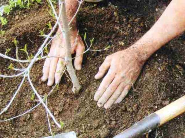 Apple tree Kovalenkovskoye: planting, pruning