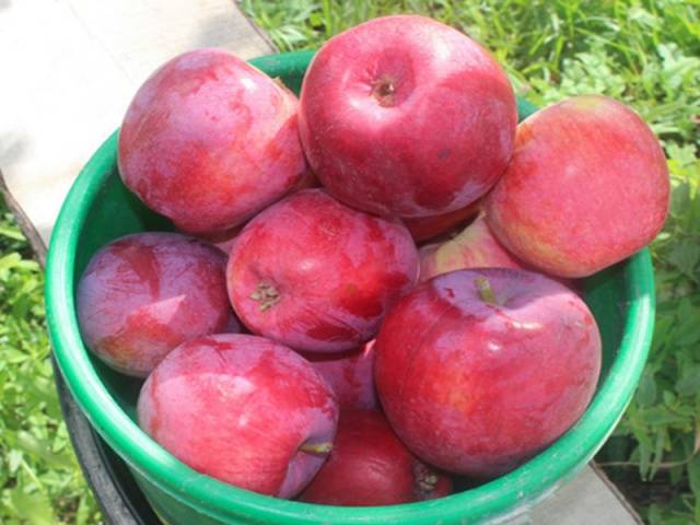 Apple tree Kovalenkovskoye: planting, pruning