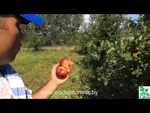 Apple tree Kovalenkovskoye: planting, pruning