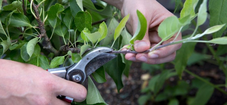 Apple tree Kovalenkovskoye: planting, pruning