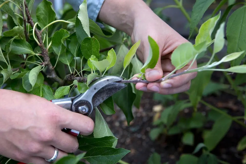 Apple tree Kovalenkovskoye: planting, pruning