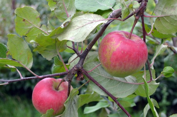 Apple tree Krasa Svedlovska: description, features of care, productivity