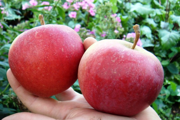 Apple tree Krasa Svedlovska: description, features of care, productivity