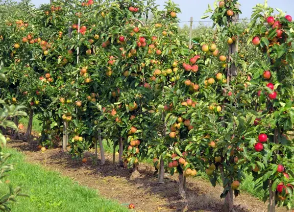 Apple tree Krasa Svedlovska: description, features of care, productivity