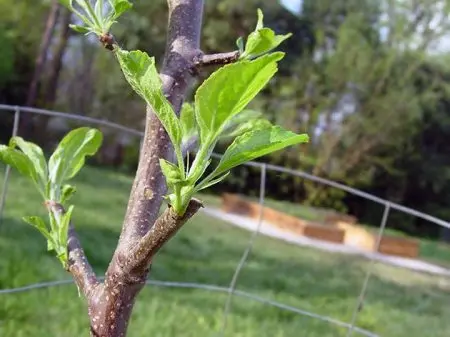 Apple tree Krasa Svedlovska: description, features of care, productivity