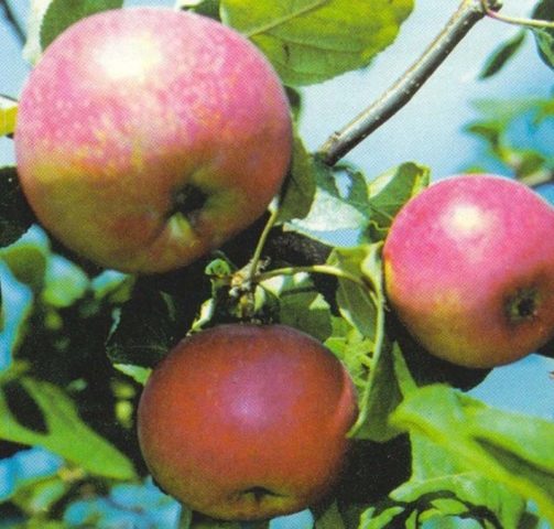 Apple tree Krasa Sverdlovsk: description, photo, pollinators and reviews