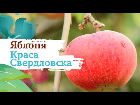 Apple tree Krasa Sverdlovsk: description, photo, pollinators and reviews