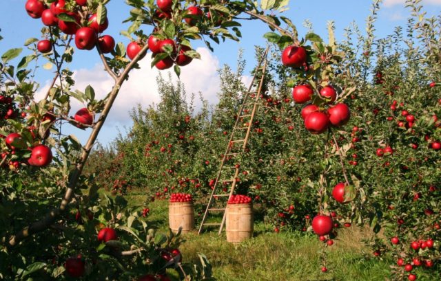 Apple tree Krasa Sverdlovsk: description, photo, pollinators and reviews