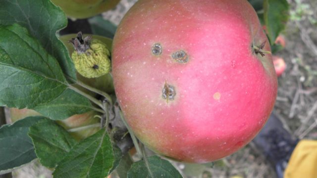 Apple tree Krasa Sverdlovsk: description, photo, pollinators and reviews