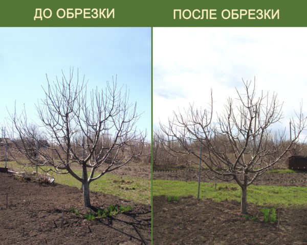 Apple tree Krasa Sverdlovsk: description, photo, pollinators and reviews